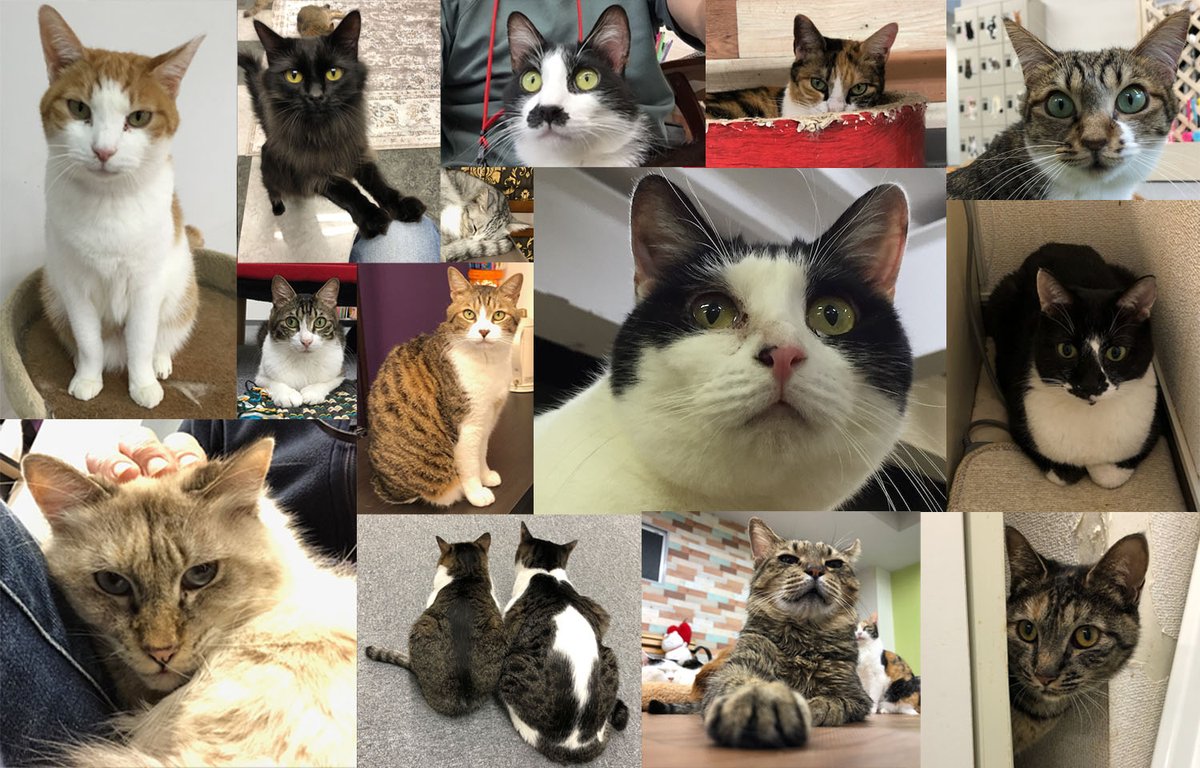 adanson88's tweet photo. すべての猫たちに幸あれ #スーパー猫の日 #まちねこの思い出 #csGIDEON https://t.co/0xrfj64jzY