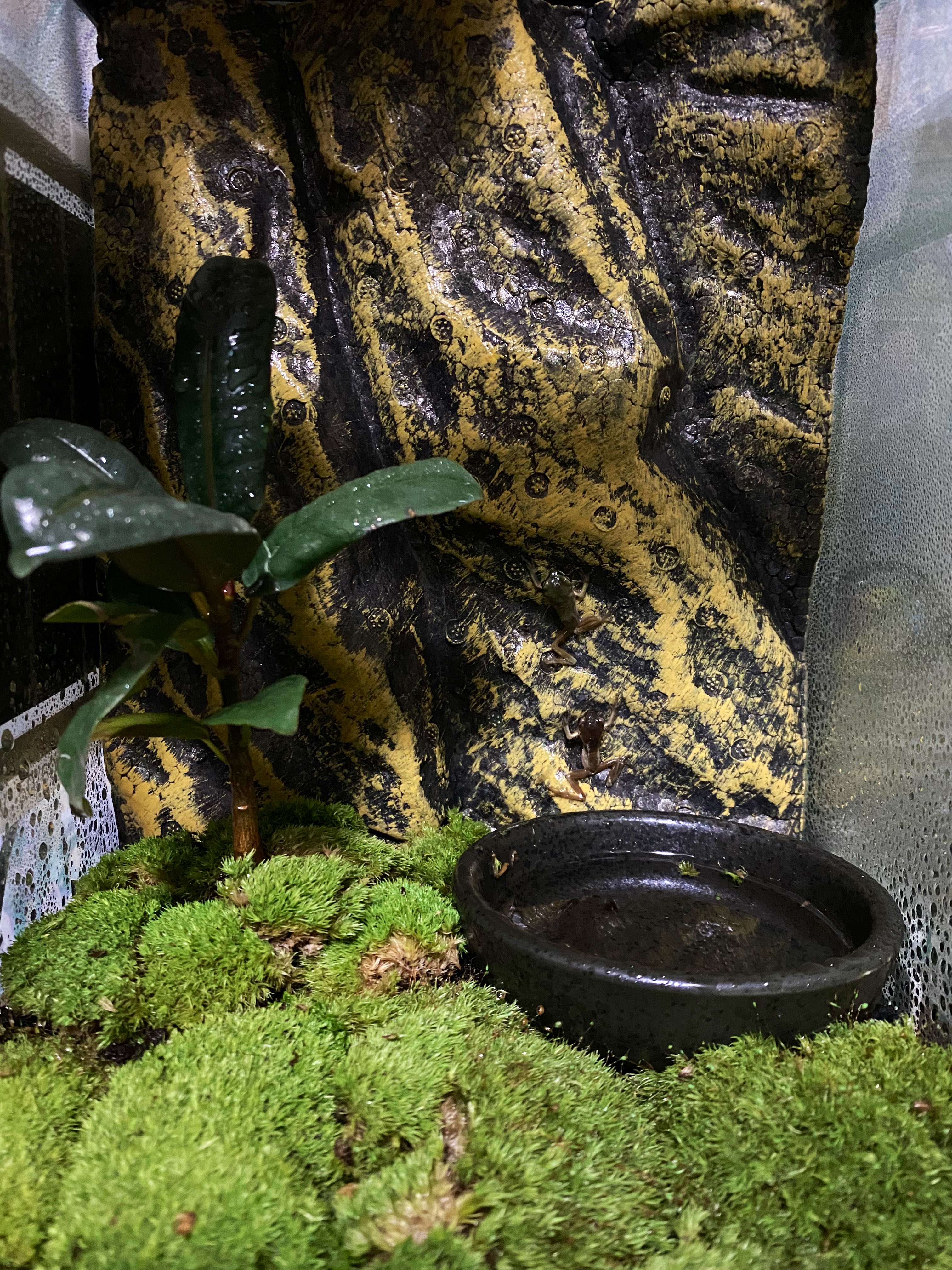 藤 翔 イエアメガエルちゃんお迎えしました ケージレイアウトも完了 イエアメガエル カエル 両生類 苔リウム テラリウム T Co Frzl3imfnz Twitter