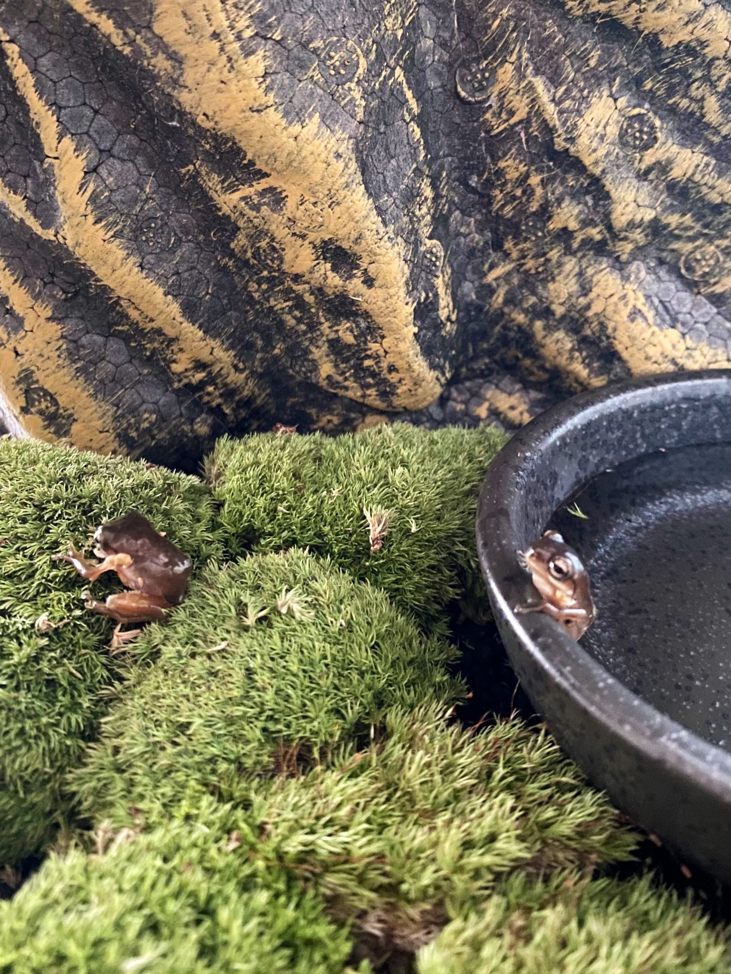 藤 翔 イエアメガエルちゃんお迎えしました ケージレイアウトも完了 イエアメガエル カエル 両生類 苔リウム テラリウム T Co Frzl3imfnz Twitter