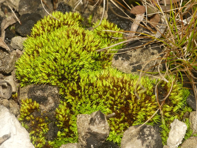 OhioDivWildlife's tweet photo. Did you know: In 2021 botanists found one previously presumed extirpated plant, curved tortilla moss (Tortella inclinata) in Ottawa County. It was last seen in the 1990s. #wildohio https://t.co/JbFvSXJIhx
