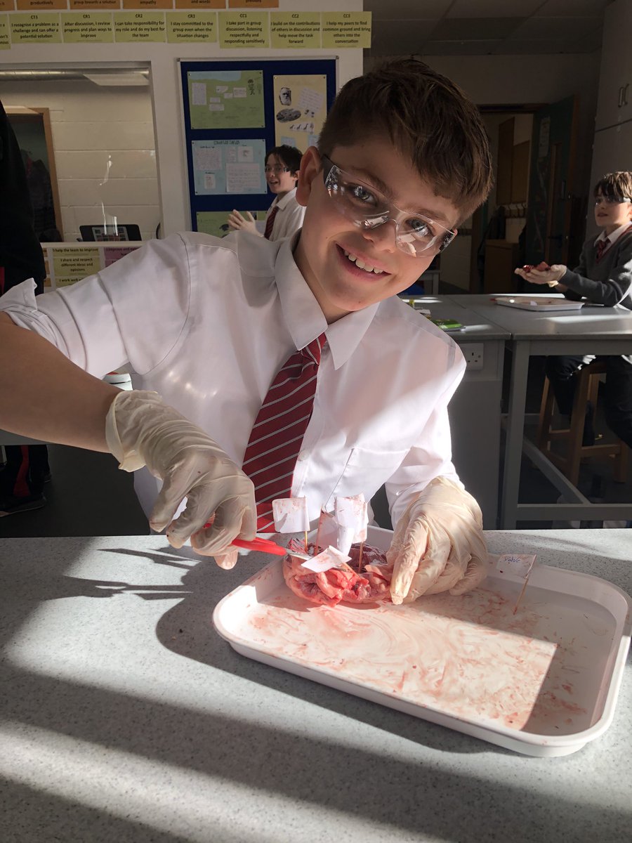 BGS_ScienceDpt's tweet photo. Year 6 watched a lamb’s heart dissection by Mr Falconi and then worked in pairs dissecting their own lamb’s heart. https://t.co/7vg0ec8GC0