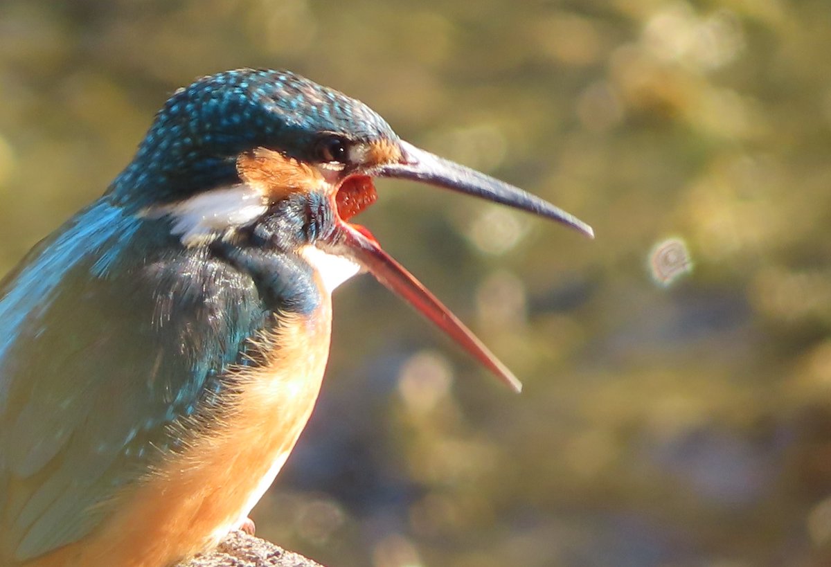 pastirica's tweet photo. "Aaaahhhhhhh!"

#BirdsSeenIn2022 #wildlife #nature #birder #birdtonic #birdwatching #birdphotography https://t.co/WdmtEUWZ8R