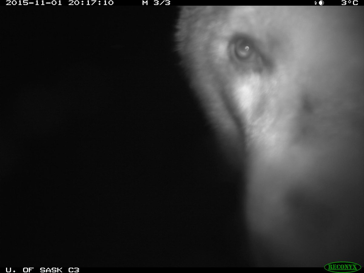 Welcome back to #KnockKnockWhosBear! This week's challenge will be slightly different, but here we go!

I'm posting these 2 photos of the same bear from Wapusk National Park. Tell me what bear spp you think it is &amp; why. In an hour, I'll post another photo that might help! 

Go!