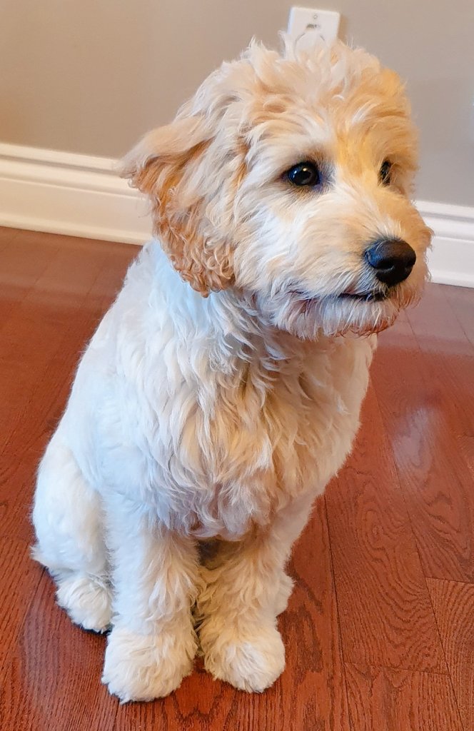 Rajinator's tweet photo. @StuntmanStu Arrrhm...My name is Cooper! I'd like to register my name for this cool, little competition!! :-) https://t.co/beaEltWGCh
