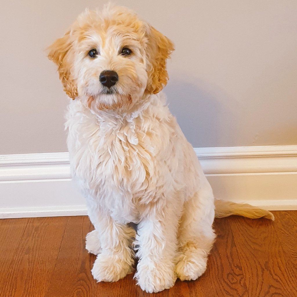 Rajinator's tweet photo. @StuntmanStu Arrrhm...My name is Cooper! I'd like to register my name for this cool, little competition!! :-) https://t.co/beaEltWGCh