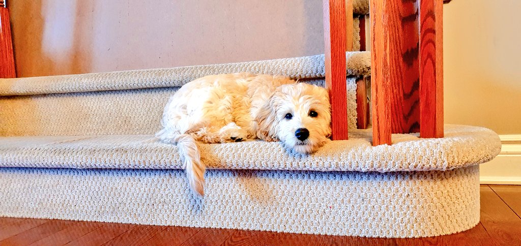 Rajinator's tweet photo. @StuntmanStu Arrrhm...My name is Cooper! I'd like to register my name for this cool, little competition!! :-) https://t.co/beaEltWGCh