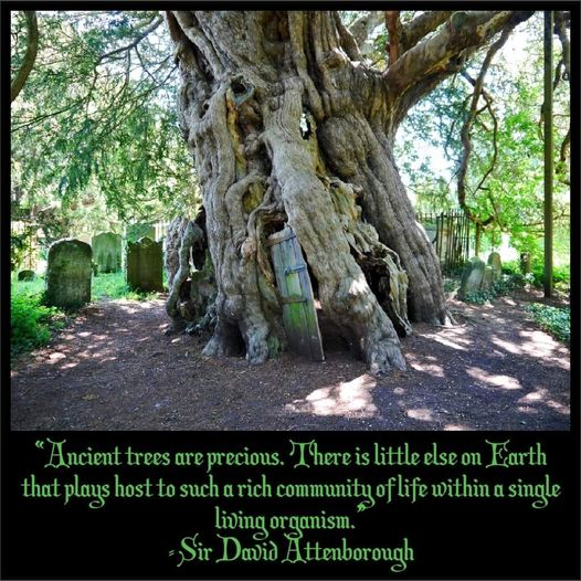 East London Garden Society (@geoffjuden) on Twitter photo 