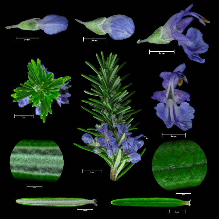 #Salvia rosmarinus, #Lamiaceae, #Rosemary, Dublin