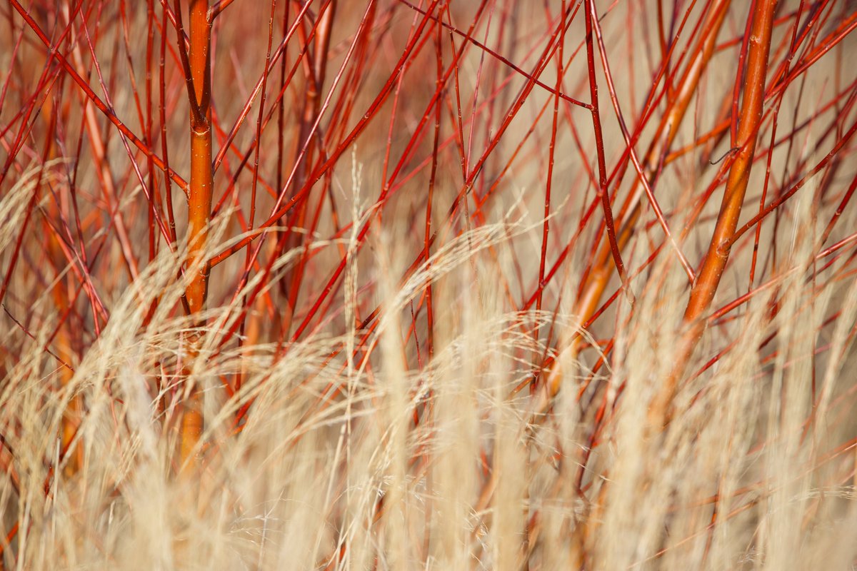 The_RHS's tweet photo. When choosing a planting combination, sometimes contrast is best 🌾

Combining striking stems with soft grasses adds texture to your garden, making the most of your space. 

Find out more about planting for winter interest 👇
https://t.co/V5fPoIglcG

#WinterGardenDays https://t.co/PEsqjJz7s9