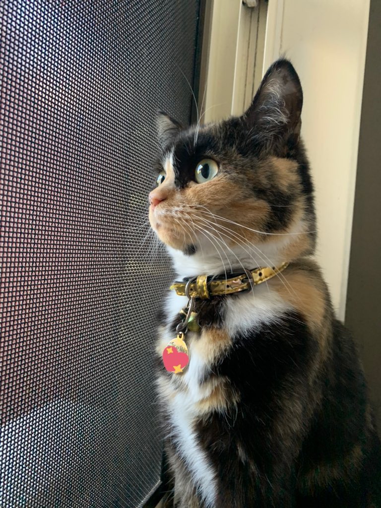 norriei's tweet photo. #ねこの日

💖 https://t.co/1uYTunUj3S