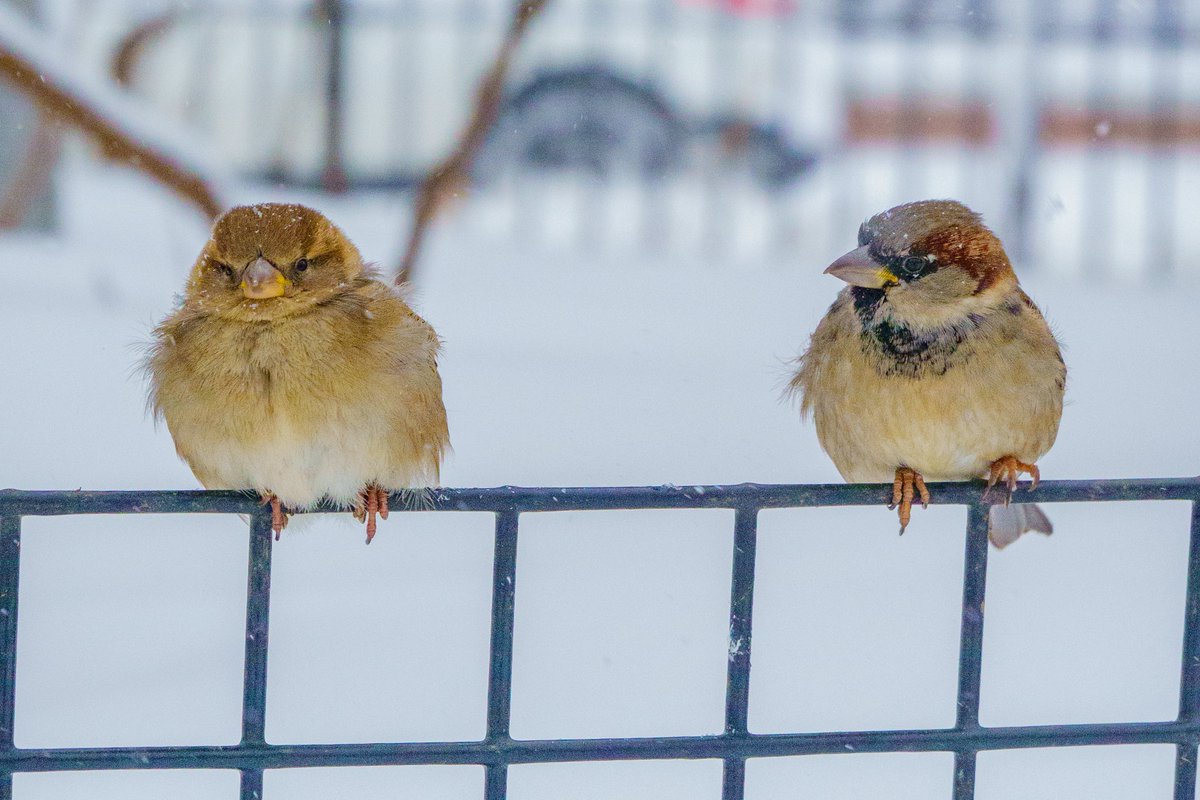 WSPConservancy's tweet photo. Happy #Twosday from #WashingtonSquarePark!
#twosdaytuesday #TwoTwoTwentyTwo https://t.co/liWChZKCuI