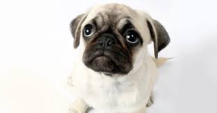 WCDSBsocialwork's tweet photo. PETS!!! Their Non-judgmental unconditional attention helps us be Mindful and live in the moment. By petting and cuddling our pets it can help us reduce the stress hormone and increase positive mood @WCDSBPetWeek @schreids74 @WCDSBwellness @WCDSBNewswire https://t.co/t1SQ4G2tcp