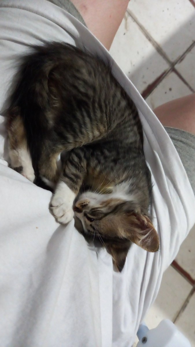 guinhoemoguei's tweet photo. Essa daqui é a Chu, ela era maltratada pela minha vizinha e os filhos dela, eu tentei dar ela pra alguém mas ninguém quis então agora eu cuido dela, mas a minha mãe não tem condições de pagar as vacinas e remédios, por favor me ajudem https://t.co/EdeObcKvwp