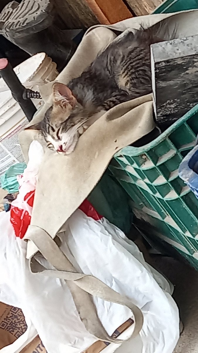 guinhoemoguei's tweet photo. Essa daqui é a Chu, ela era maltratada pela minha vizinha e os filhos dela, eu tentei dar ela pra alguém mas ninguém quis então agora eu cuido dela, mas a minha mãe não tem condições de pagar as vacinas e remédios, por favor me ajudem https://t.co/EdeObcKvwp