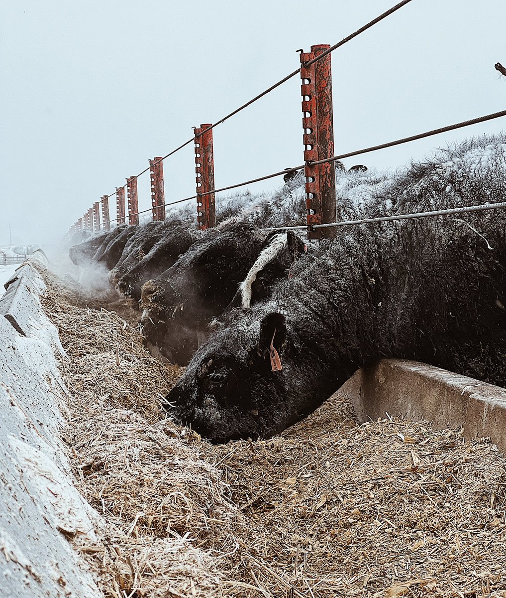 sammyswanson25's tweet photo. This is what “feels like -34” looks like…

#cattleeatfirst #itsallgottagetdone https://t.co/JrYMeU00hl