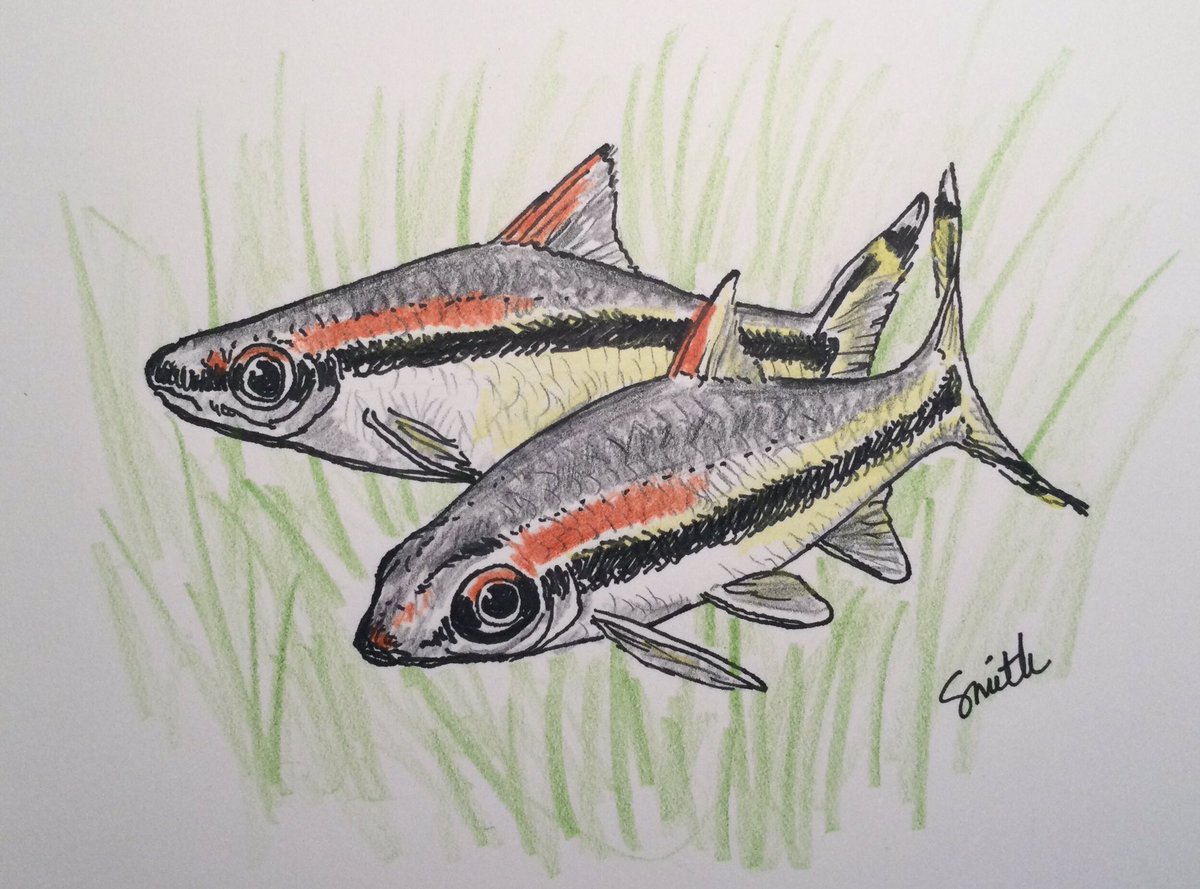 CreativeMitch's tweet image. I was inspired to draw a Denison Barb, or Red-line Torpedo Barb by reading the @Shoal_Org  post about launching the “Save Denise's Friends!” appeal to help bridge the gap between the #aquarium and #conservation communities. Learn more here: shoalconservation.org/sos/#denise