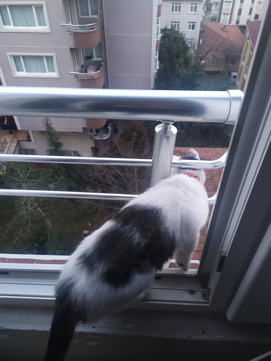 KriptOkaNB's tweet photo. @RaindropCrypto 😄😄 Bildiğiniz psikopat bunlar hocam. Gözü sürekli aşağıda. Gözden kayboluyor bazen, sonra komşulardan biri "sizin kedi bizim balkondan girmiş" diyerek geri getiriyor. https://t.co/k2UAbKQk4U