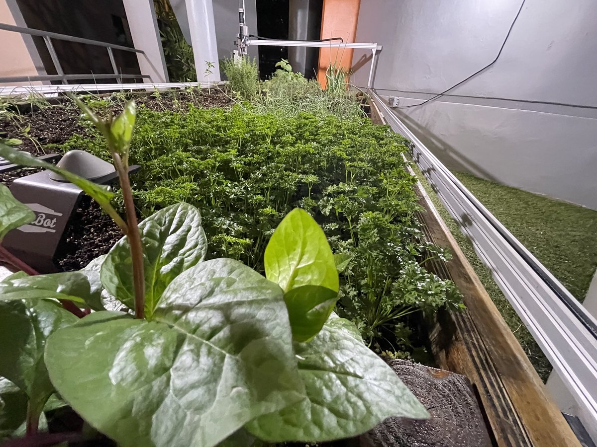 <a href="/farmbotio/">FarmBot</a> PROJECT el Cilantrillo esta super Lindo semilla sembrada y mantenida por el Robot Maquina Monitoreada en Wireless por la red 5G NB-IOT de <a href="/TMobilePR/">T-Mobile Puerto Rico</a> hardware creado por <a href="/nuisxcorp/">NUISX</a> del 5G Innovation LAB <a href="/5gnbiotlab/">5G & NB-IoT Innovation Lab</a> <a href="/JEMartel/">Jorge Martel</a> <a href="/ramonluisrivera/">Ramon Luis Rivera</a> @amigosdebayamon