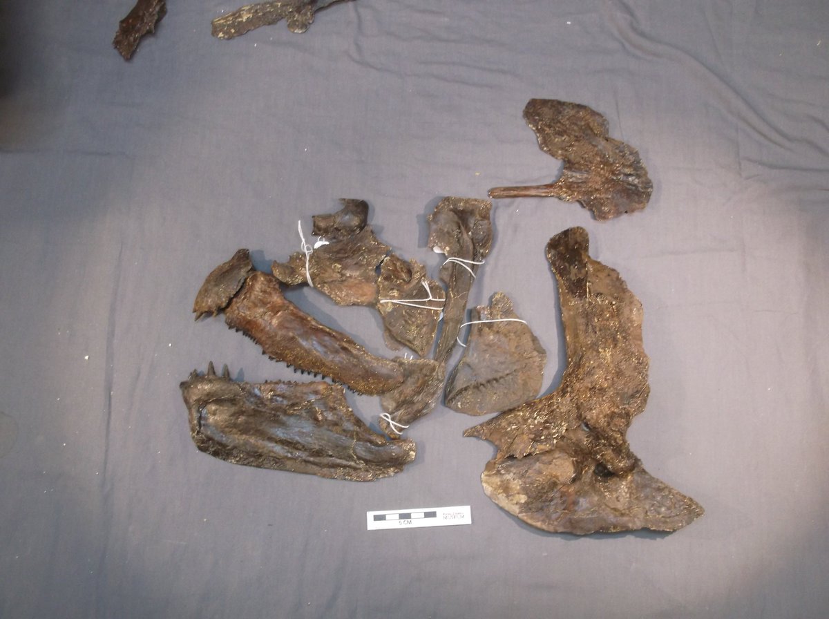 TrieboldPaleo's tweet image. It's #Teleost Tuesday so here's the story of "Trevor" the Ichthyodectes