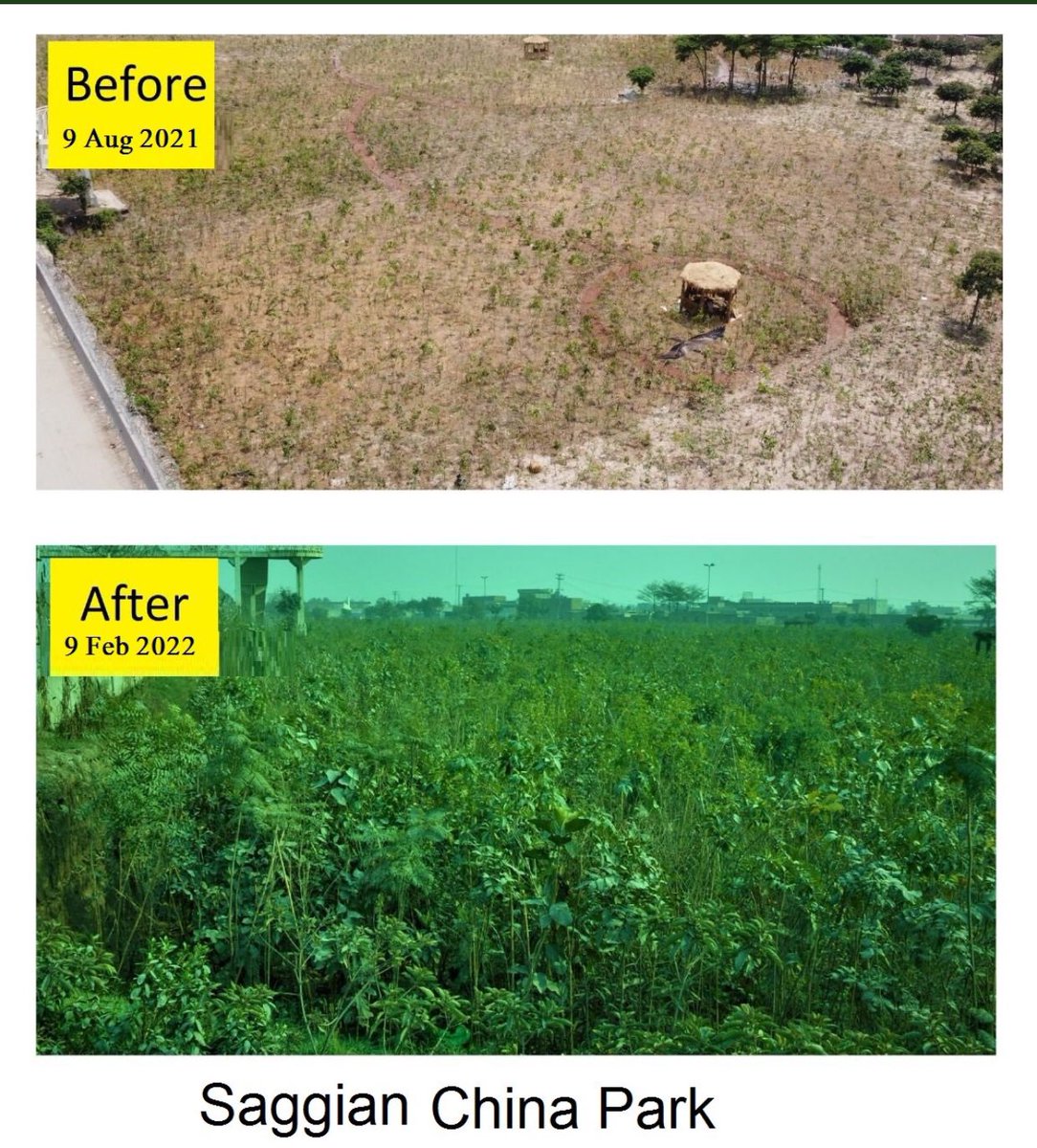 Stunning before and after images of how the 50+ 'Miyawaki Urban Forests', planted in Lahore last year, are thriving. Alhamdulilah!! Now whole world is following foot steps of #Plant4Pakistan drive to make world Greener and safer for generations.