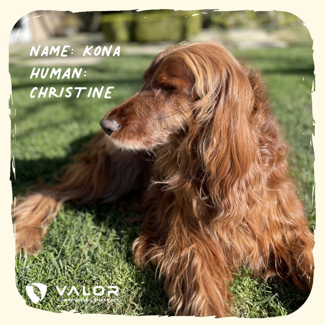 ValorPharmacy's tweet photo. Taking our four-legged children out for walks is one of the many joys they bring to our days. ๐ On #NationalWalkingTheDogDay meet the #dogsofValor!
DYK we create custom prescriptions for your dog? ๐ถ Learn more about our pet medications on https://t.co/jRfCXEDoLr https://t.co/c1S76LDw0U