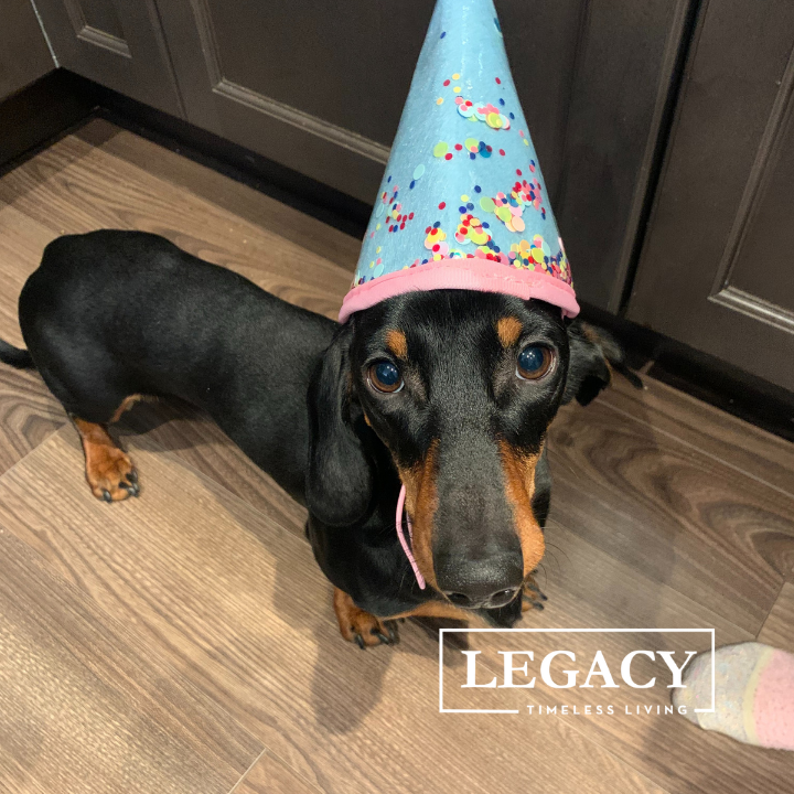 WestCreekDev's tweet photo. Happy birthday to this month's #PetsofLegacy feature, Rolo! Rolo is a feisty little fellow dachshund who enjoys prancing around the house with a new toy before tearing it to bits! https://t.co/lmOjFrHu9O