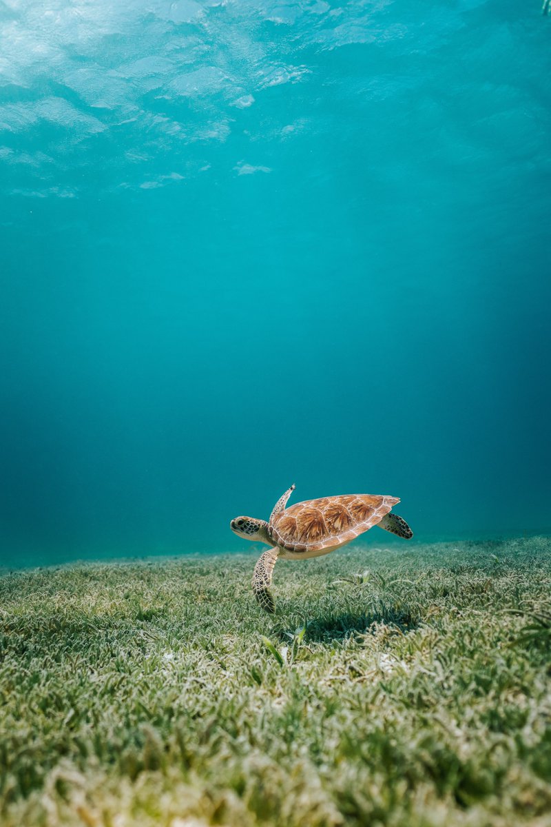 Chasing_Atlas's tweet image. Exploring the hidden turtle 🐢 beach in Yucatan, Mexico🇲🇽

Have you ever swum with baby turtles? Would you like to? 🌊