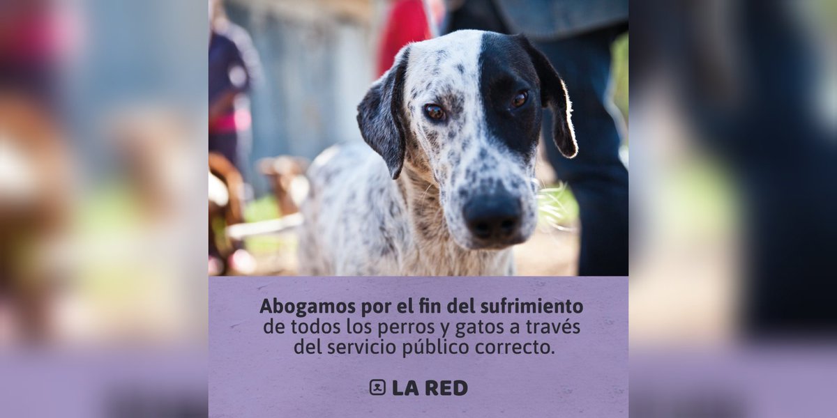 Red de Políticas Públicas tweet media
