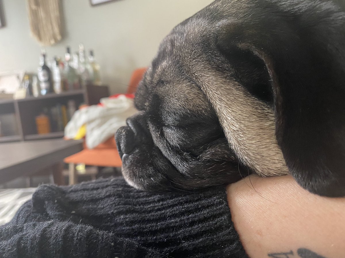 HendersonCailey's tweet photo. Meatball and Slack are both extending their long weekend. Please respect their space during this time. https://t.co/Rwg8TYikag