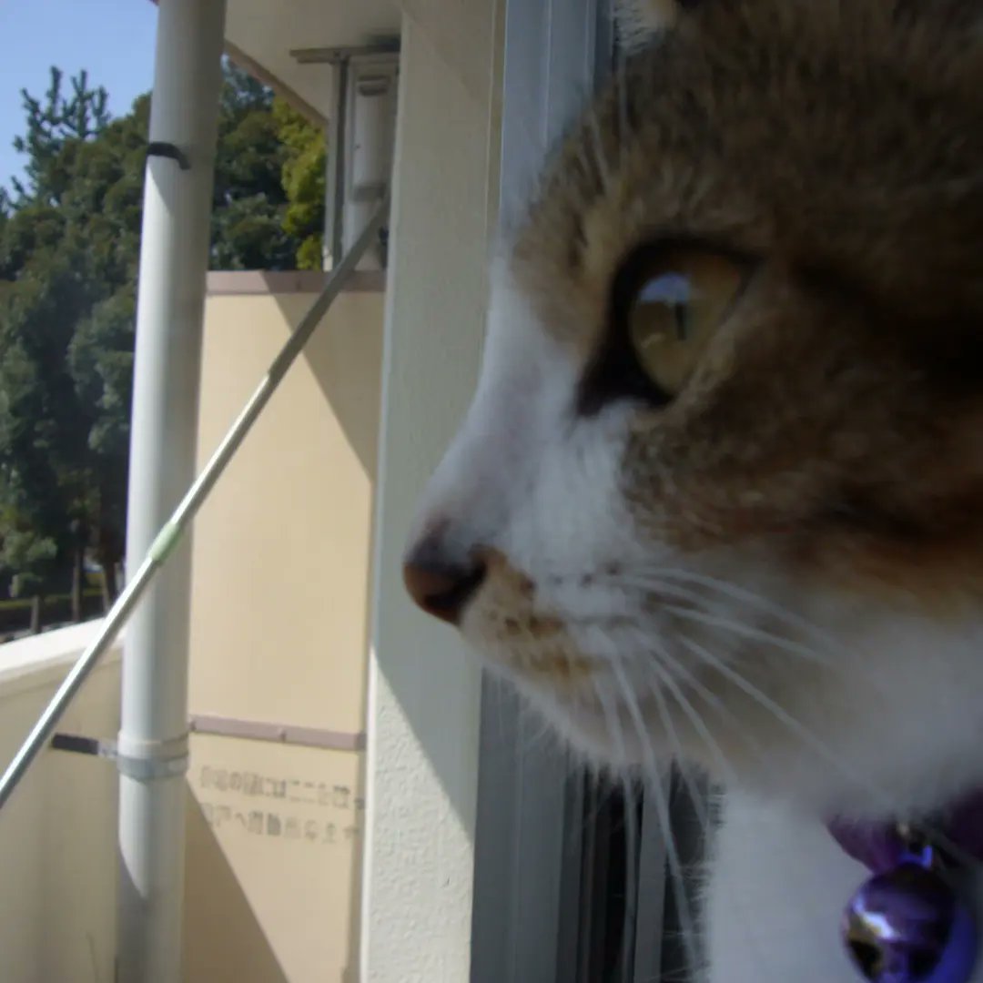 masakodato's tweet photo. 2022年2月22日スーパー猫の日でした🐱
お気に入りの写真ライ
ライの兄弟
子供の頃飼っていたちびです https://t.co/b8SIWASb73