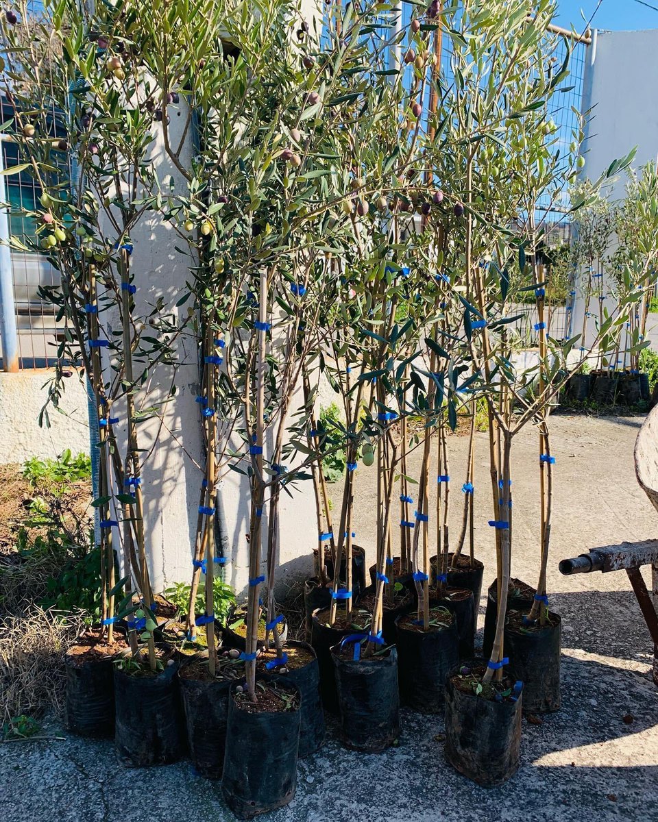 Μαζί με τον νέο Guardian της Περιβαλλοντικής μας Συμμαχίας, την Daikin Hellas και τους υπέροχους ανθρώπους της, φυτέψαμε πάνω από 250 δέντρα στον δήμο Φυλής, σε σημείο που θα αποτελεί πολύ σύντομα έναν σημαντικό πνεύμονα πρασίνου με πάνω από 6.000 δέντρα.

#we4all #family