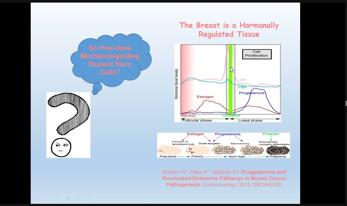MolOncology's tweet photo. ⌛️Last talk of the day #eacrStructuralMicroenvironment
Valerie Weaver @UCSF gives a detailed talk on mechanosensitive hormone signaling, cancer stem cell expansion, cancer risk and malignant progression in breast cancer. 📍ECM stiffness and tension crucial for carcinogenesis. https://t.co/WzTTxMmdQX