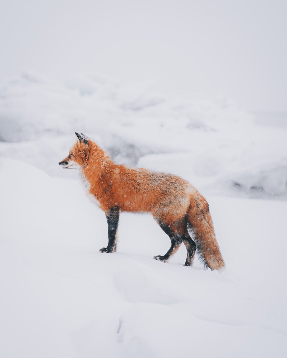 Gm 🦊❄️ how’s everyone been ?! Super stoked with this shot! Been a goal of mine to capture a fox during the winter season and it happened this weekend 🙌🏽