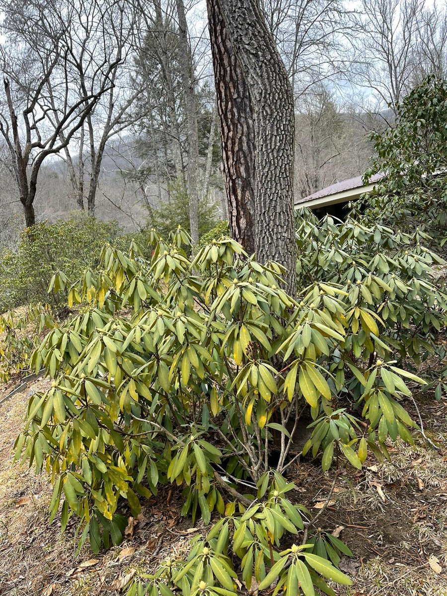 There is no cat in this image (@thereisnocat_) on Twitter photo 