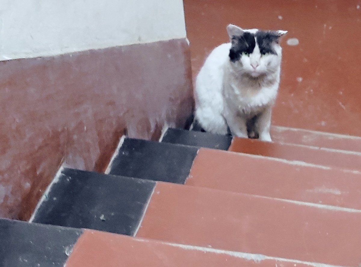 Nilim's tweet photo. @MissingPetsGB @Eloquencealways @KarenFi51820768 @SheridanAlcock @wendzedin @RachaelB100 @rosiedoc666 @HAWTrust @RSPCAHull https://t.co/dKeqIopz4k