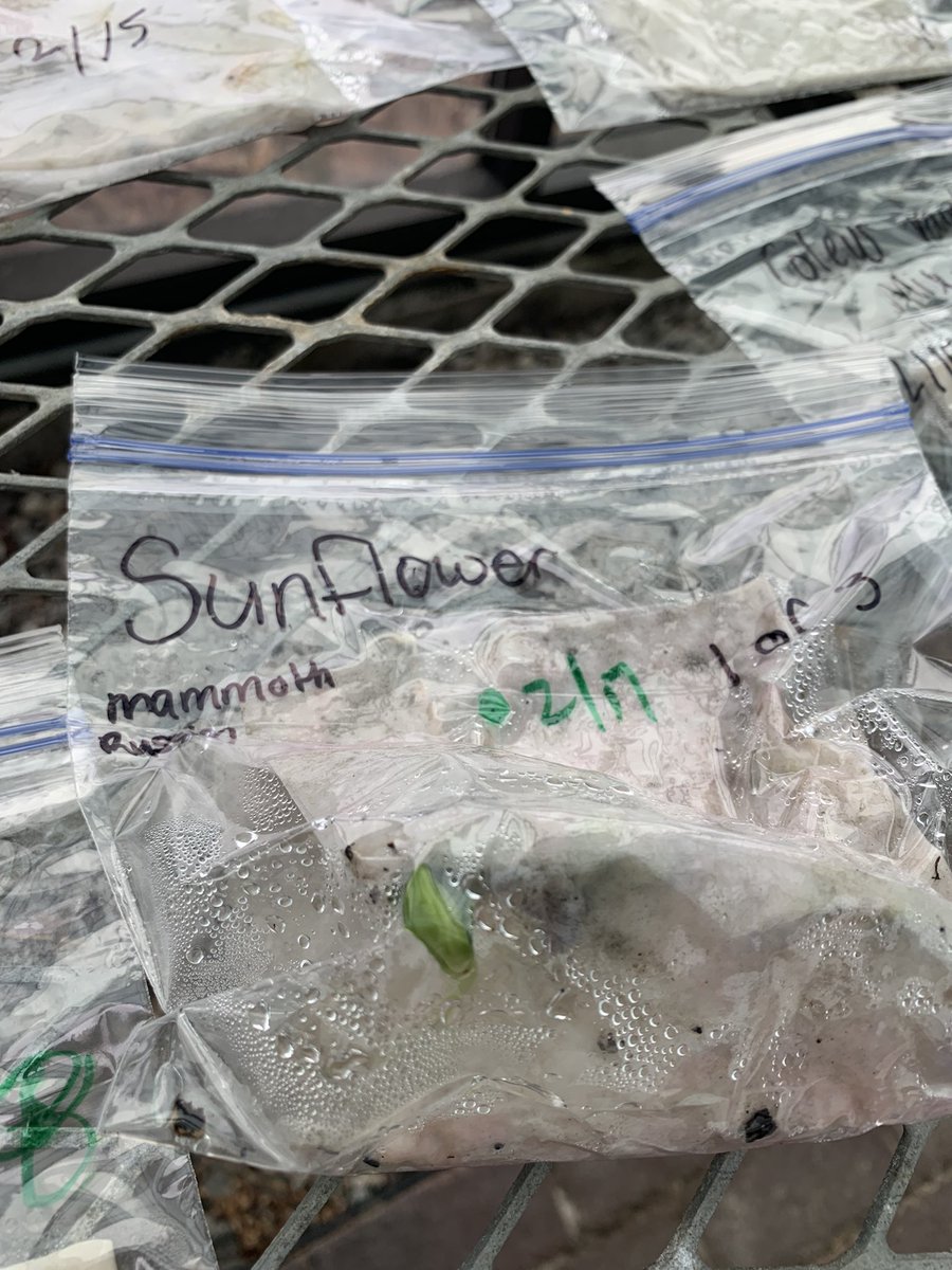 Courtney Rohde tweet media