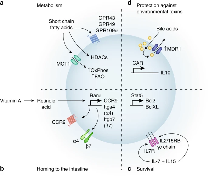 We are proud to announce our first Emerging Leader in Mucosal Immunology: Tim Hand <a href="/thehandiestlab/">HandLab</a> ! Check out his review on how the #microbiota regulates tissue-resident memory cells: nature.com/articles/s4138…