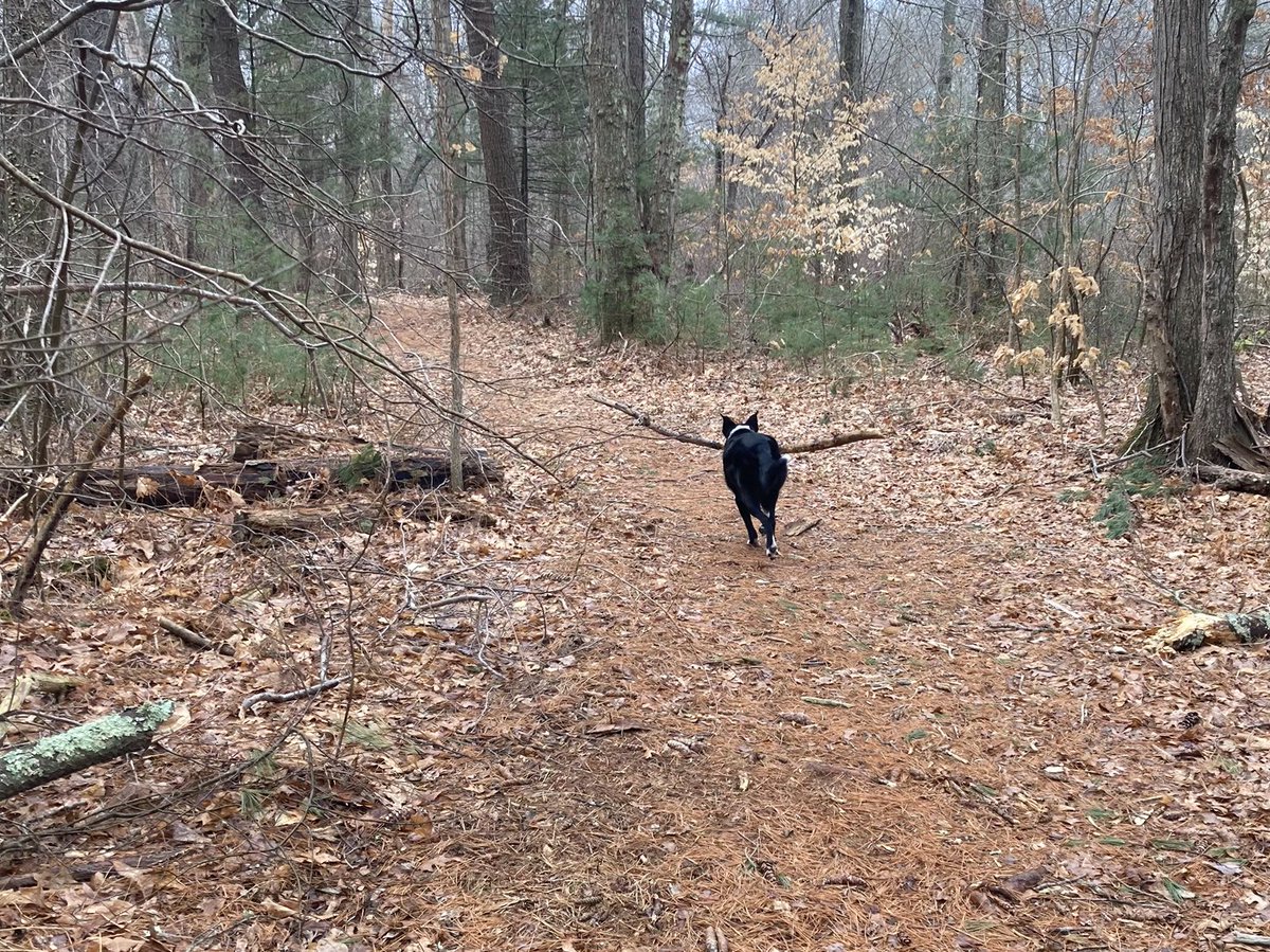 DjangoAtWork's tweet image. No frisbee. No ball. I’ll just use this stick.