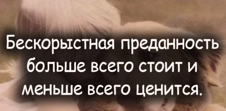 Цитаты про верность и преданность. Цитаты про верность. Афоризмы про верность и преданность. Цитаты о преданности. Высказывания про верность.