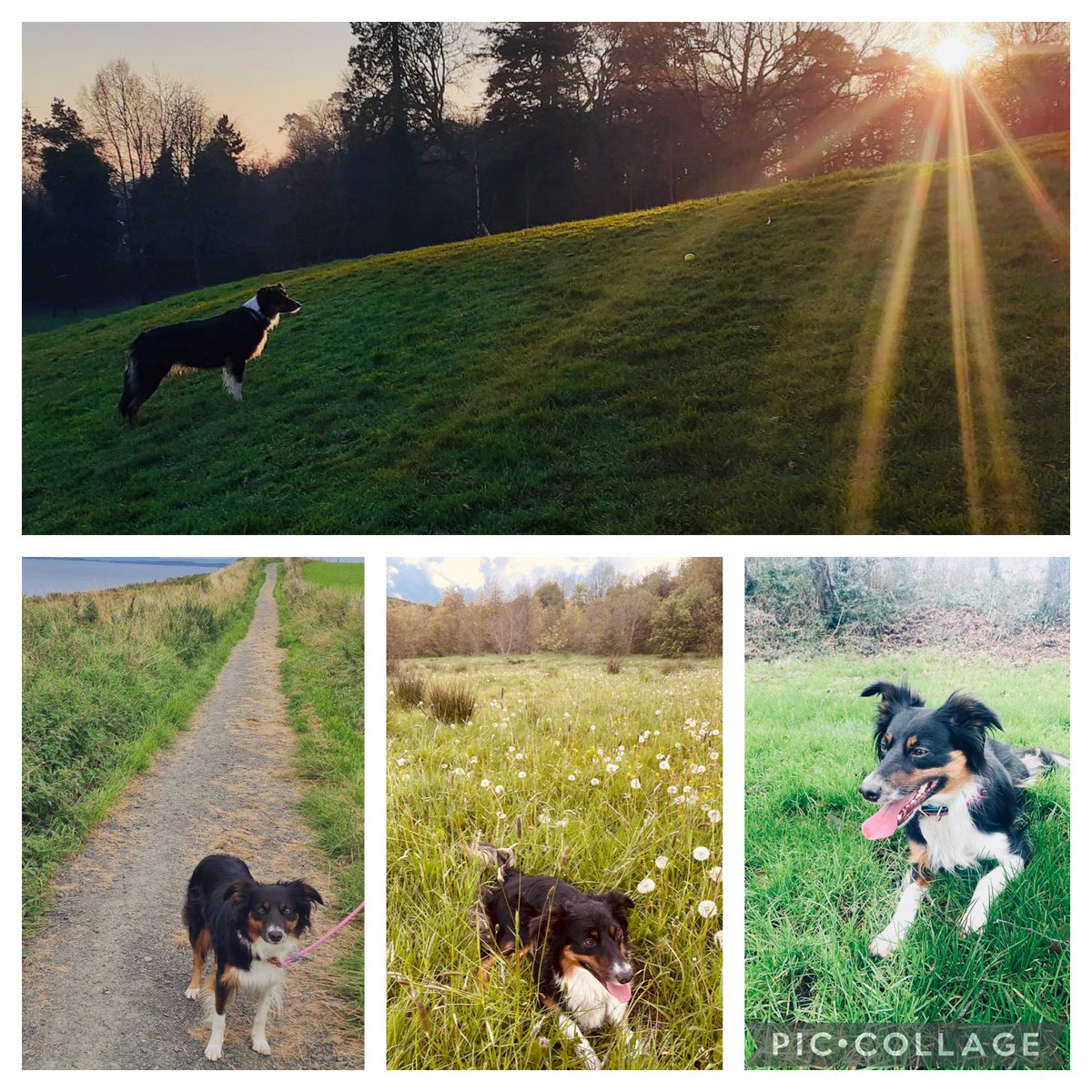 Happy #NationalWalkingtheDogDay which is everyday with a Border Collie regardless of the weather conditions but I wouldn’t have it any other way 😁👌💁🏻‍♂️🐶 #dogsoftwitter #fitness #mentalhealth