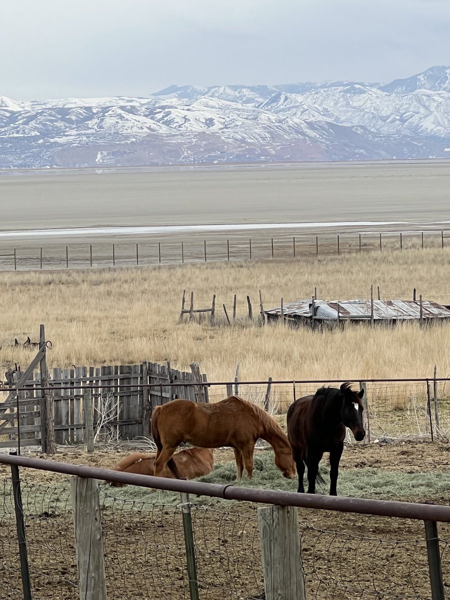 @spann @TaylorSarallo  I know cows normally just make the show but, these horses should have a spot today. @antelopeisland #antelopeisland
