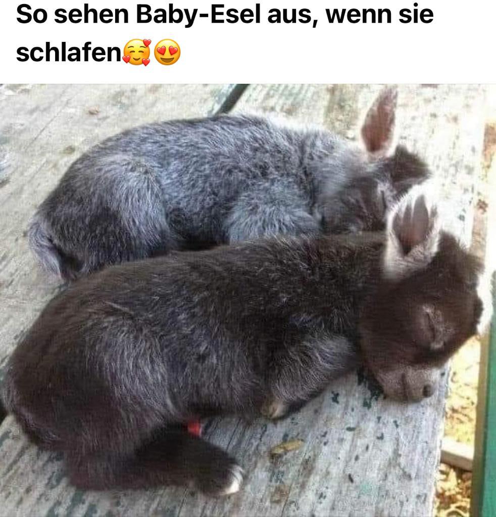 Der einzige heute noch zu ertragende Flauschcontent 😭

#impfluencer #shityday