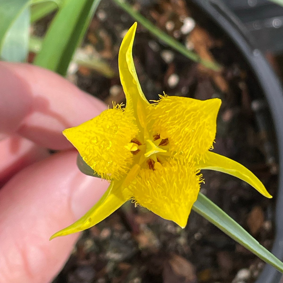 TheodorePayne's tweet photo. Meanwhile in the bulb house: Yellow star tulip (Calochortus monophyllus) showing off! California is home to hundreds of native geophytes, many of which are rare or endangered. Our seed and bulb program allows us to develop a deeper understanding of these unique plants. https://t.co/99Kf8IoCjD