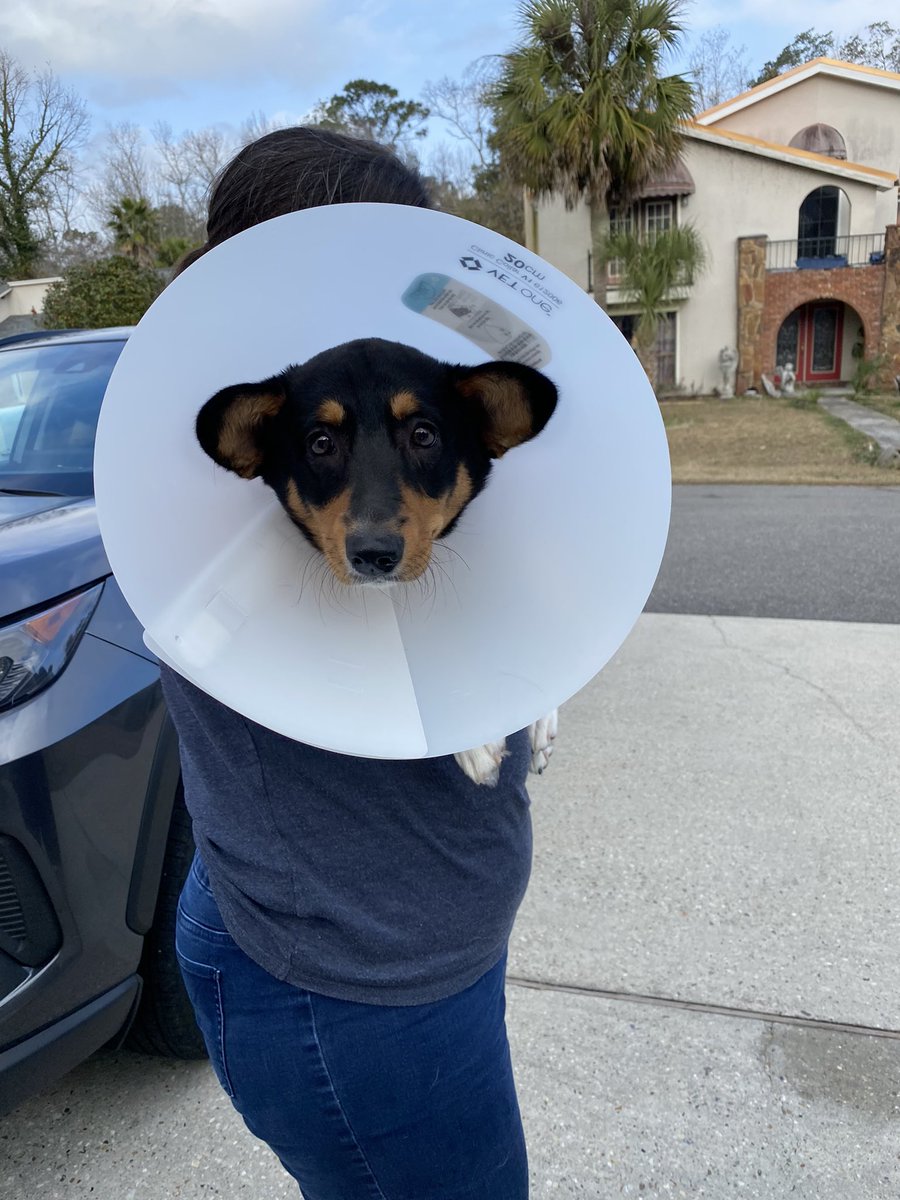 BrunelleSarah's tweet photo. poor binx is very upset about being in the cone of shame https://t.co/OfmBDmVGPM