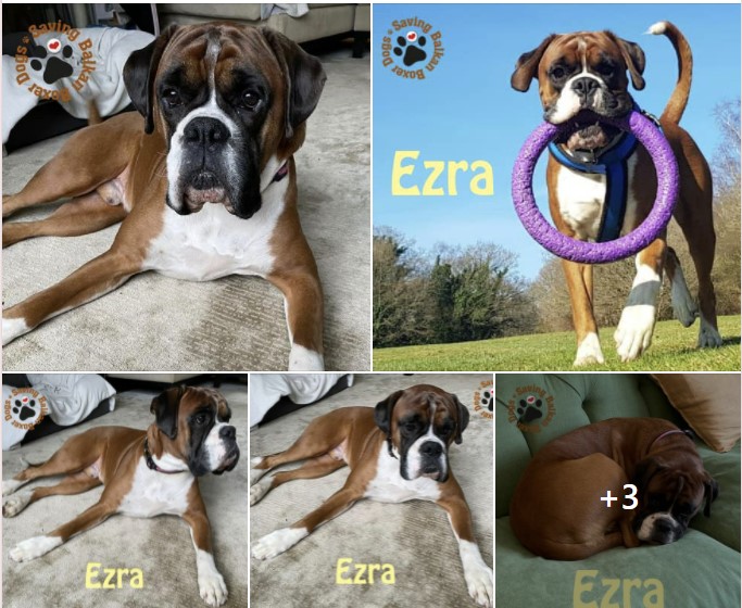 Dads got his rehoming head on again.. Ezra is in Surrey already..... and Rodney is a #whiteboy  Can you help ? facebook.com/groups/savingb…