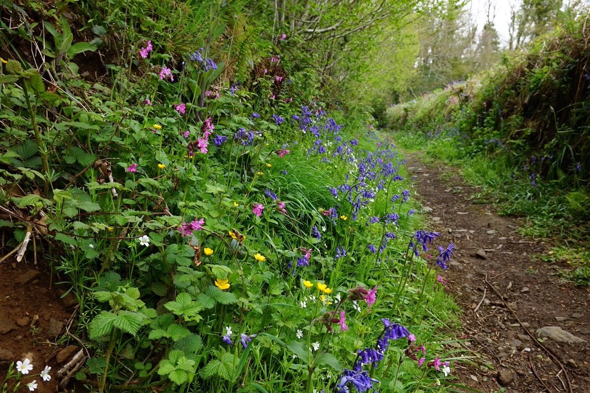 ℜ𝔞𝔠𝔥𝔢𝔩 𝔅𝔲𝔯𝔠𝔥 🦼📷 tweet media