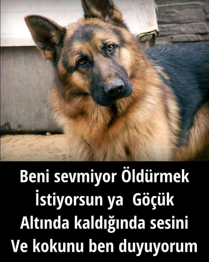 Aynen öyle 😭😭😭
Ne olurdu yani şu bir saniyelik hayatta şu masum savunmasız sessiz canları rahat biraksaniz ne olur yani 😭😭😭😭