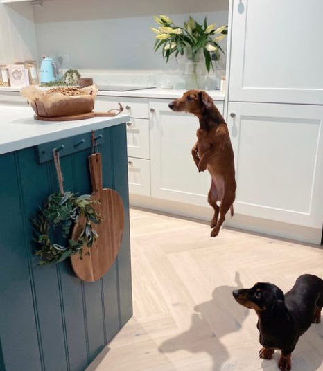 Putting delicious-smelling food up high will not deter me from investigating! Unfortunately, it was well out of reach! Sorry Lou 😂😮❤️
#doxie #sausagedog #minidachshund #doxielove #doxiesofinstagram #weeniedog #minidoxie #doxies #doxiefever