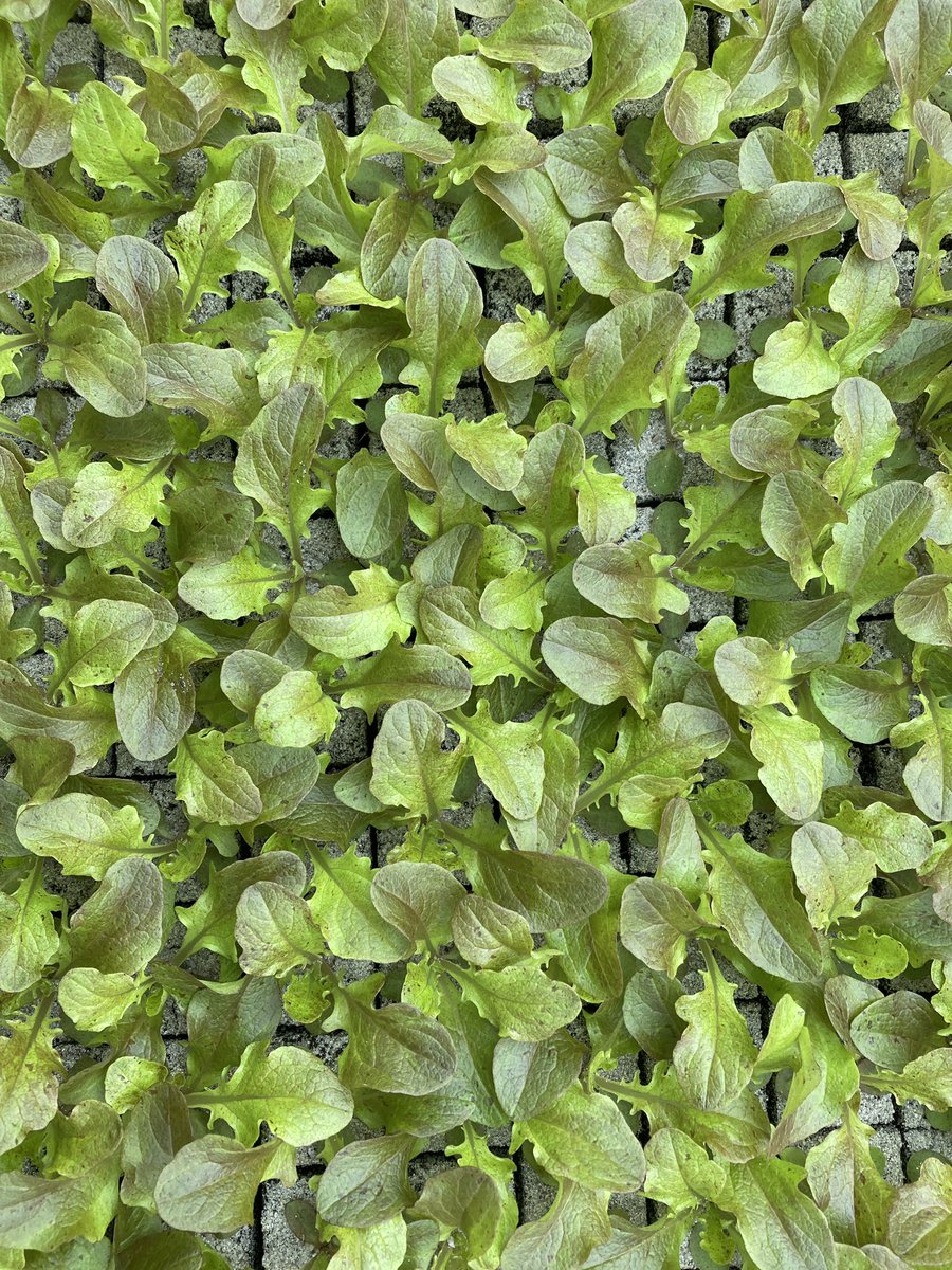 Verse plantjes! De eerste van dit jaar, gaan we later deze week planten in de kassen; kropsla, eikenbladsla, andijvie, spinazie, paksoi en koolrabi.