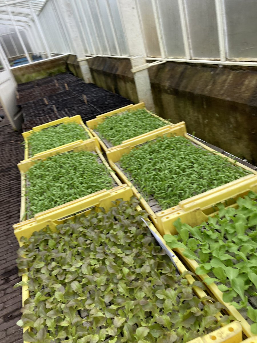 boerluuk's tweet photo. Verse plantjes! De eerste van dit jaar, gaan we later deze week planten in de kassen; kropsla, eikenbladsla, andijvie, spinazie, paksoi en koolrabi. https://t.co/l0Fx1cfk1R